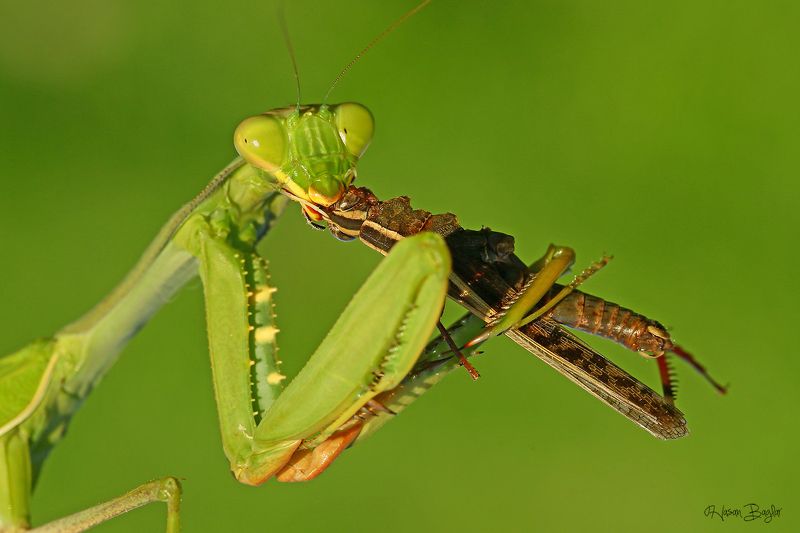 #praying#mantis#eating#graahopper#macro#nature#northcyprus sandwich фото превью