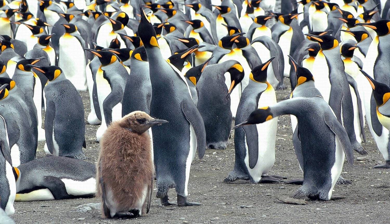 , ИГОРЬ МЕЛЬНИКОВ