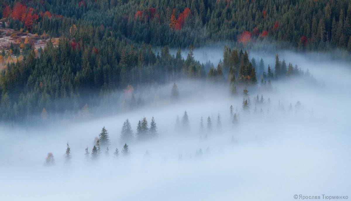 , Ярослав Тюрменко (Jaremi)