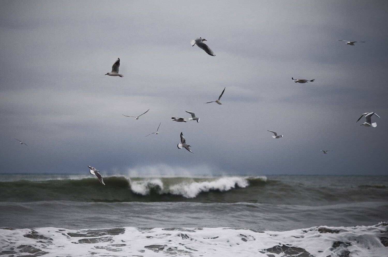море сочи шторм облака чайки, Наталья Санникова