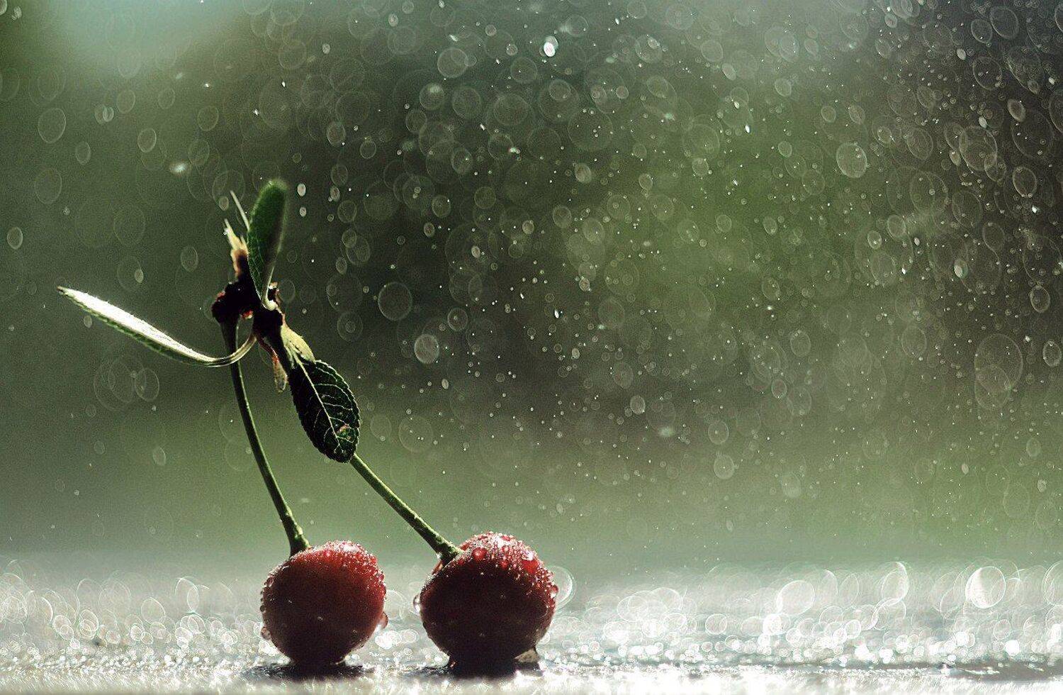 макро, вишня, боке, вода, гелиос, зеленый, Лапшина Владлена