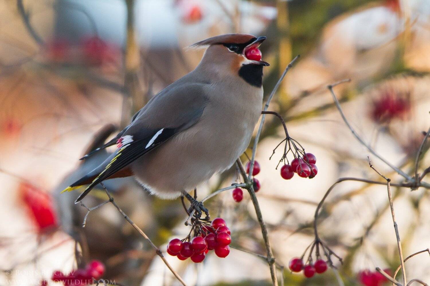 , Борис Белчев