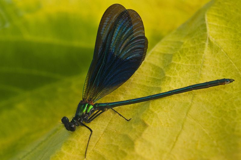 dead dragonfly фото превью