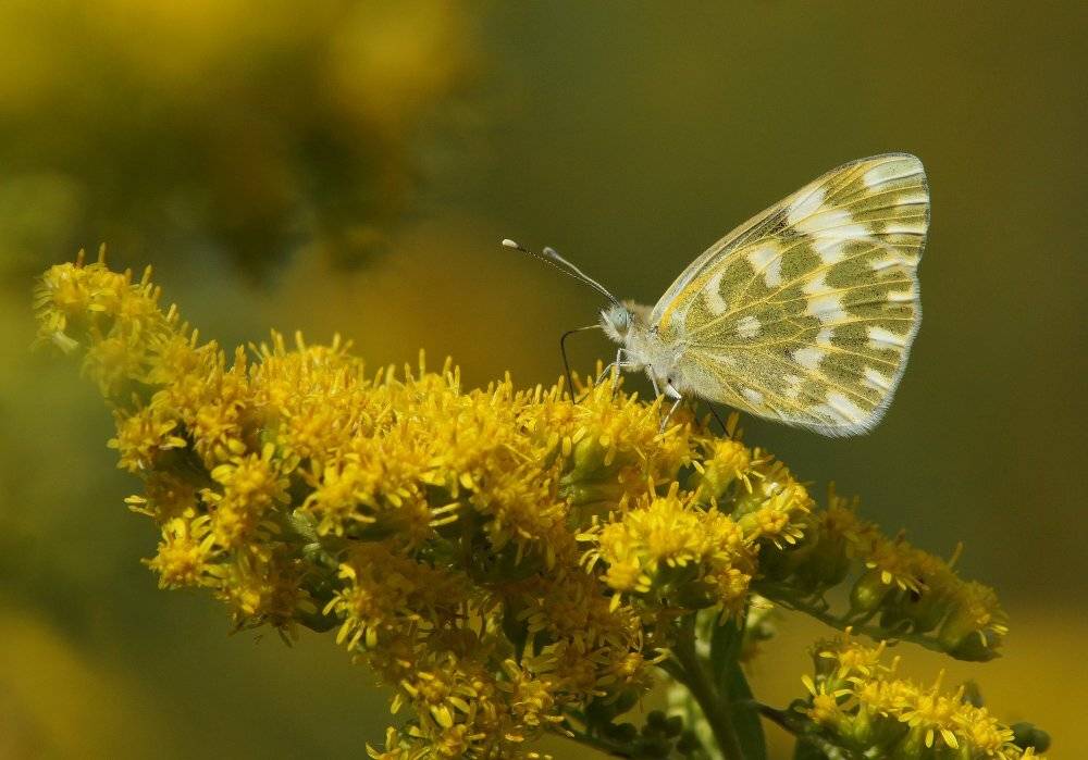 , Чепленко Алексей