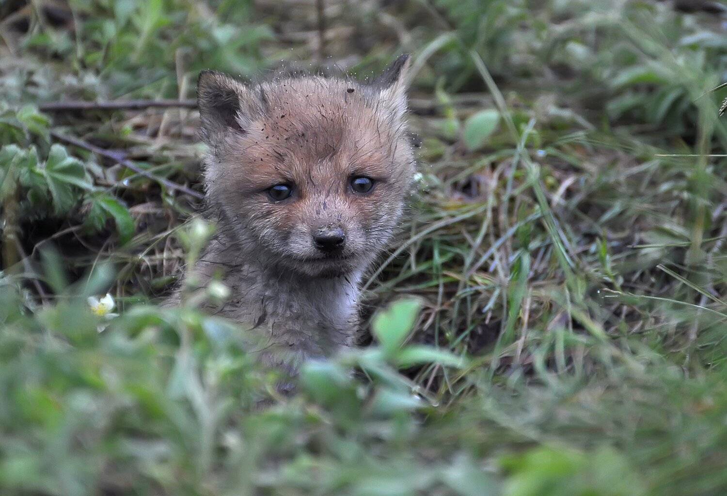 , Макеев Алексей