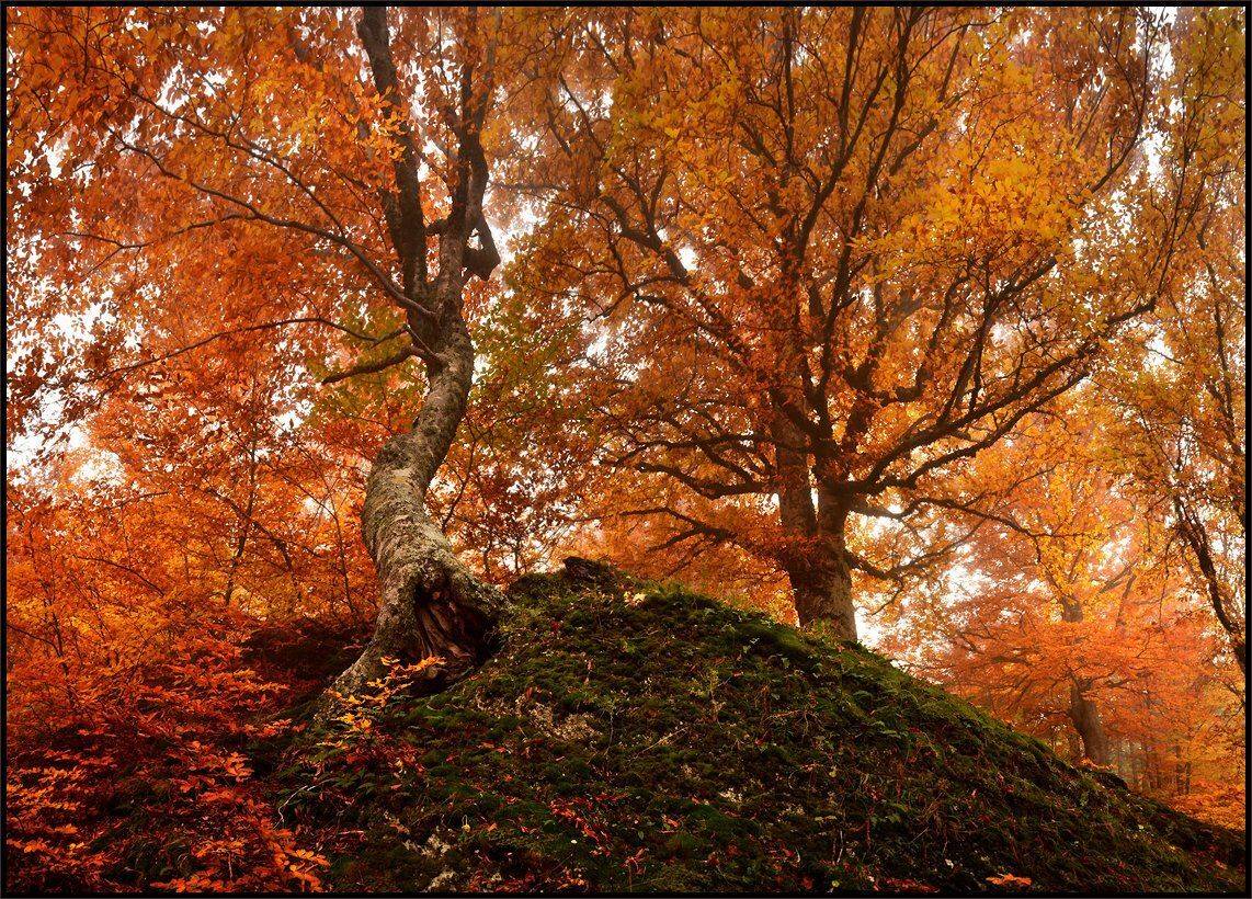 , Владимир Метцгер