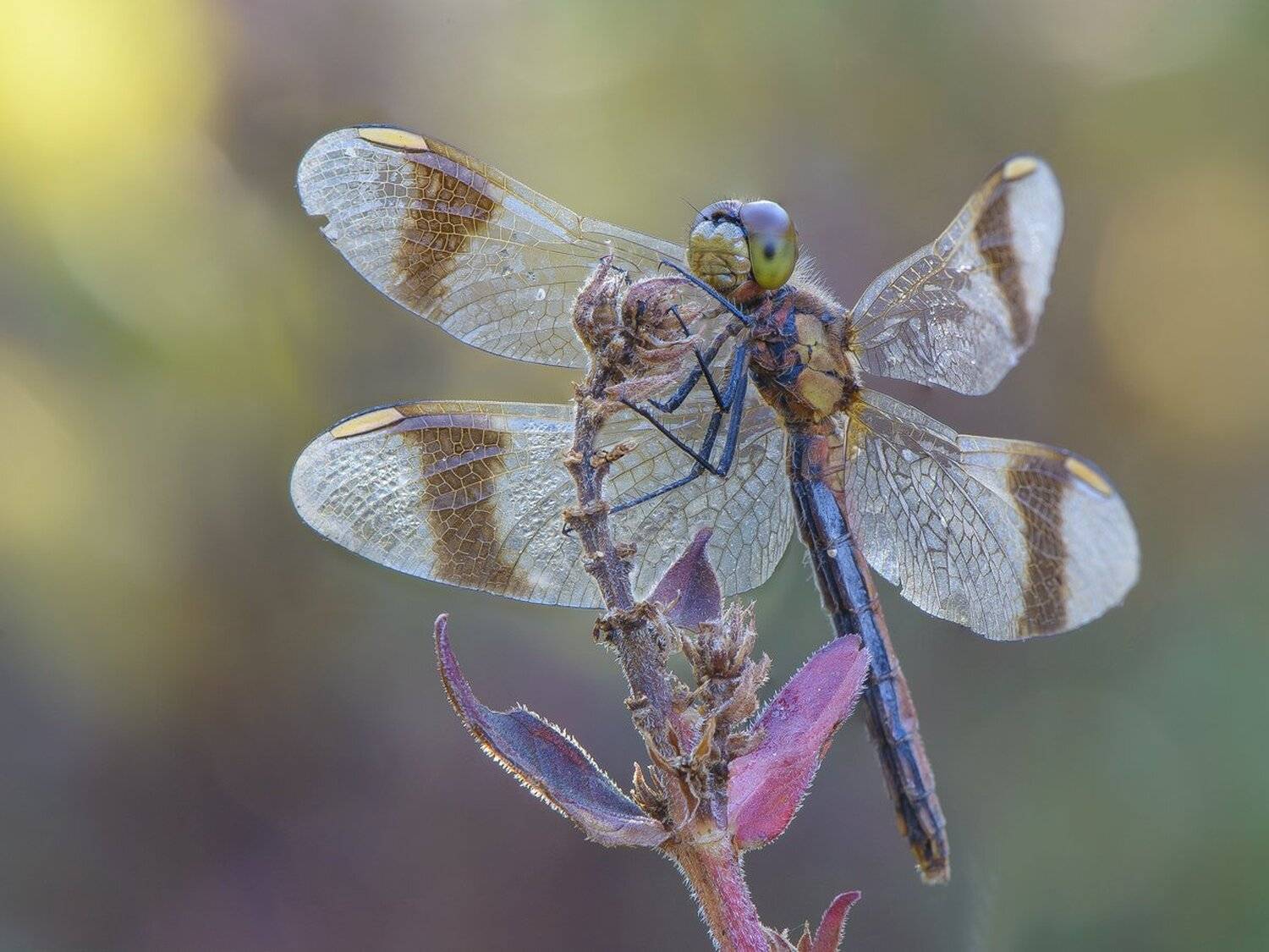 , Кузнецов Дмитрий