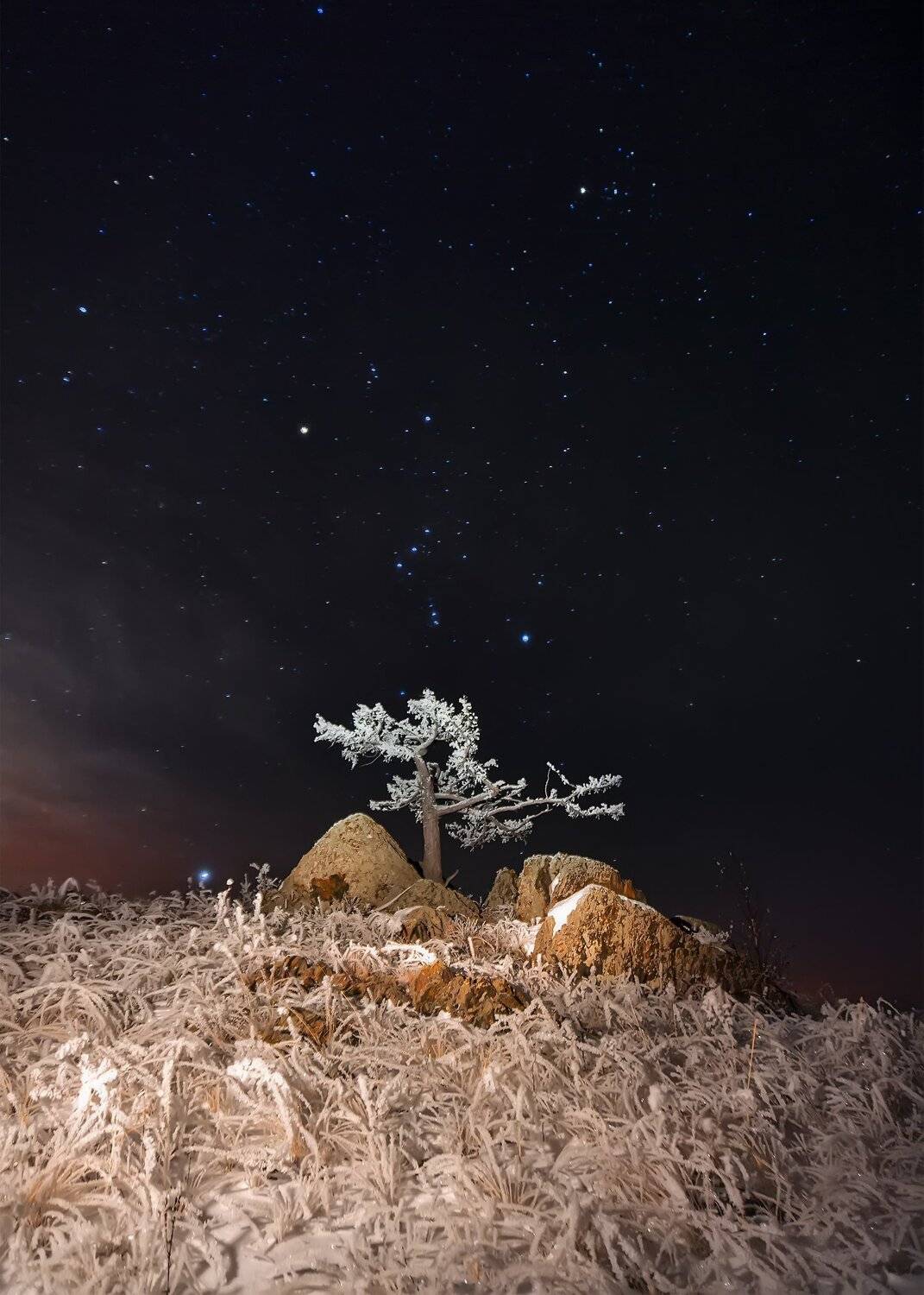 ночь, небо, звезды, пейзаж, дерево, Леонид Максименко