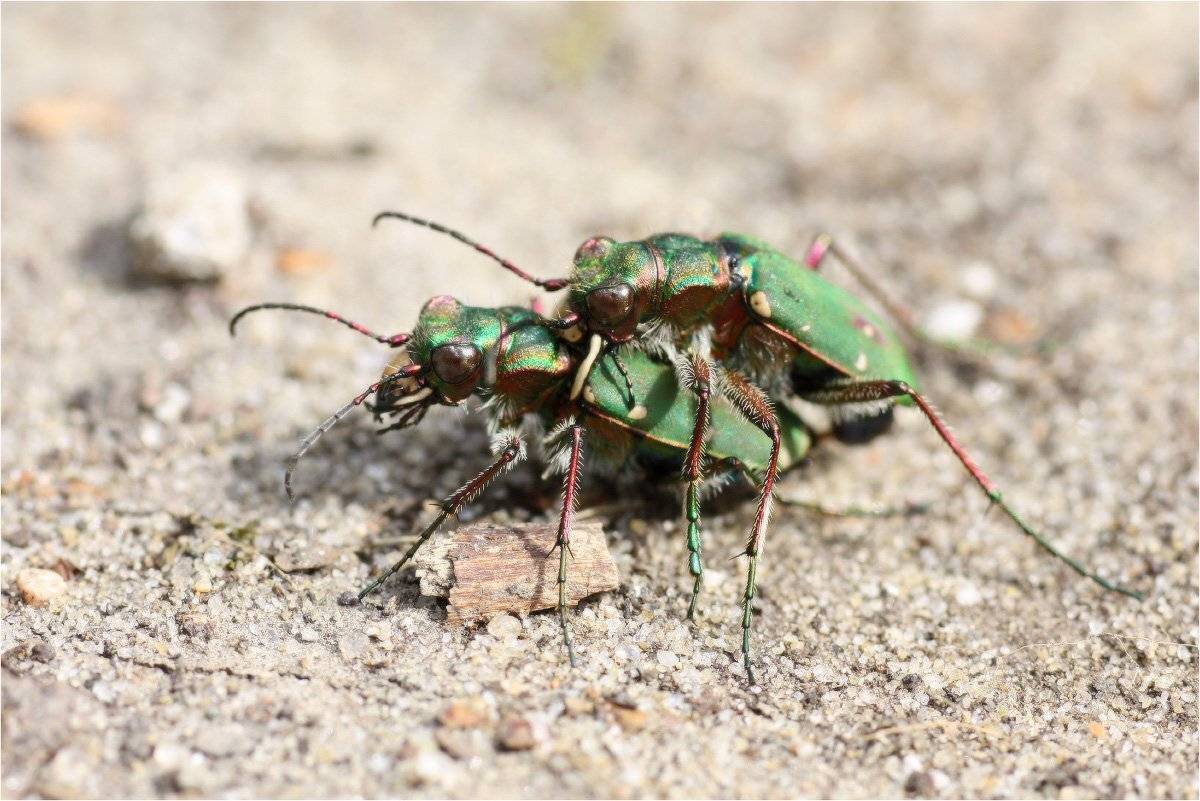 жук-скакун, КарОл