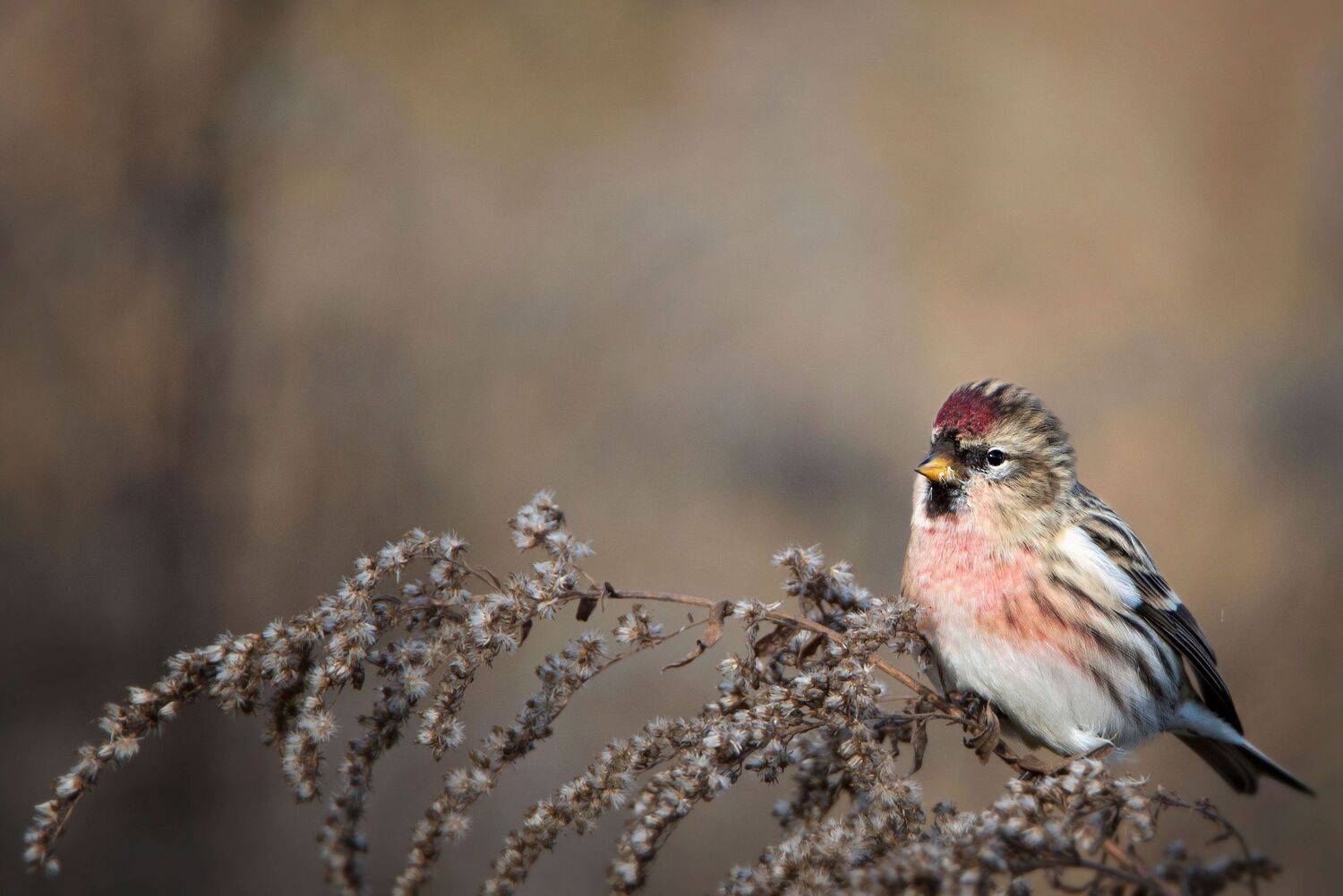 , Arkadiusz Michalak