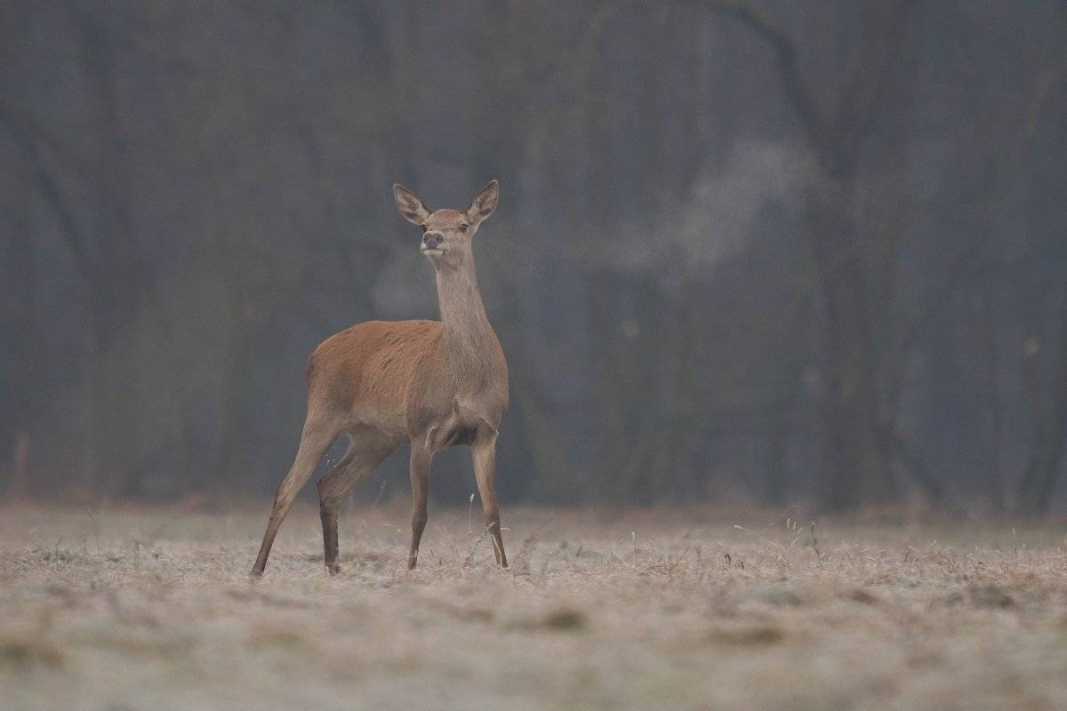 , Janina J?drzejewska-Szombara