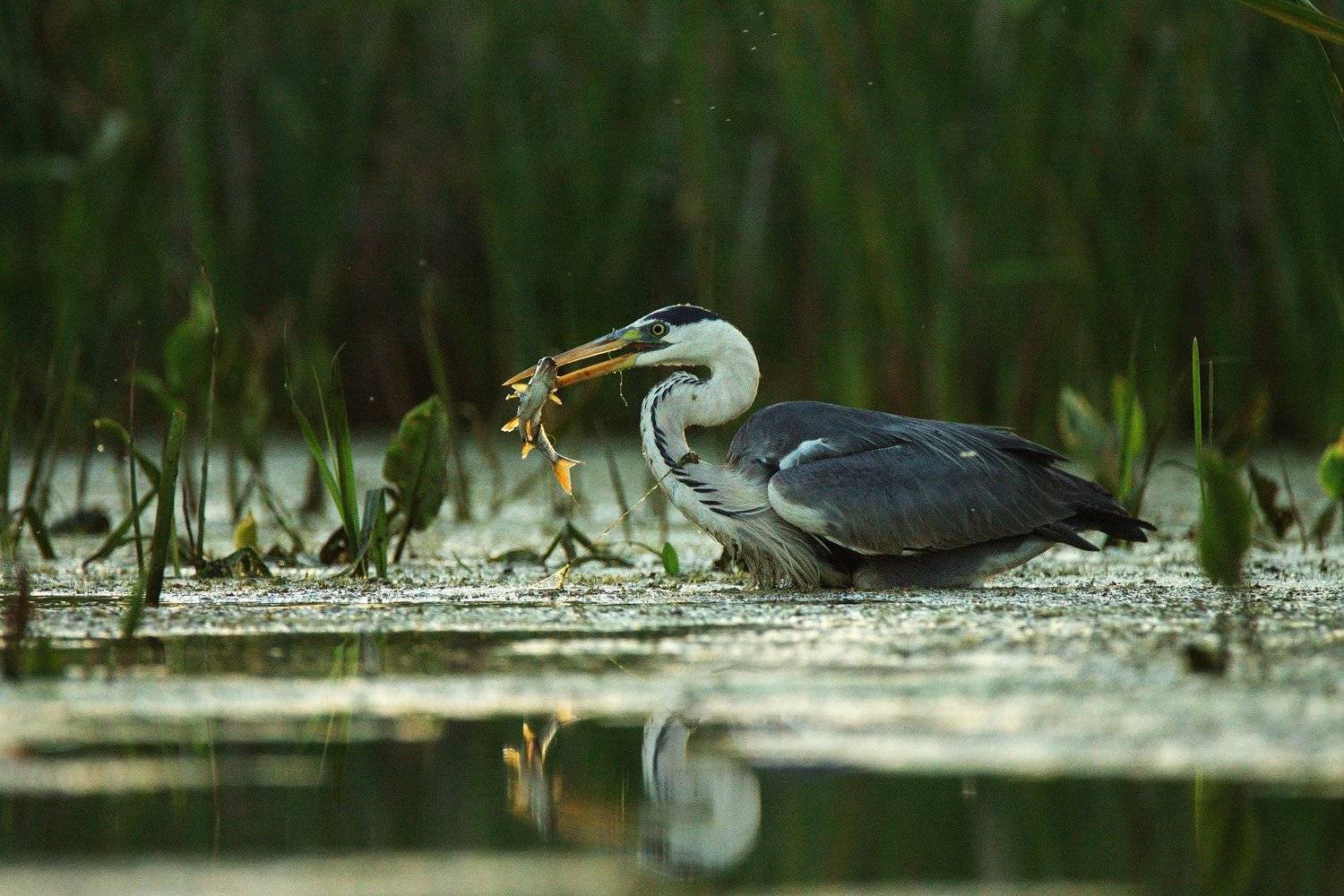 птицы,серая цапля,на рыбалке, Каранов Николай