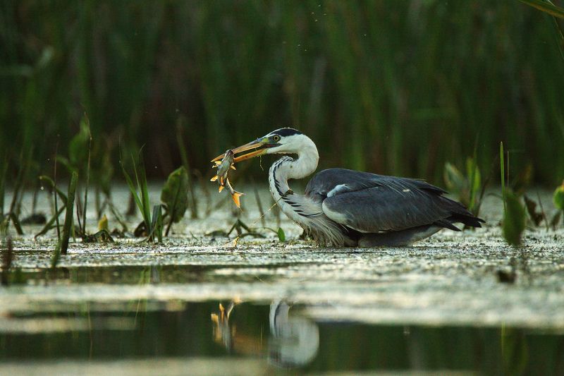 птицы,серая цапля,на рыбалке Удача фото превью