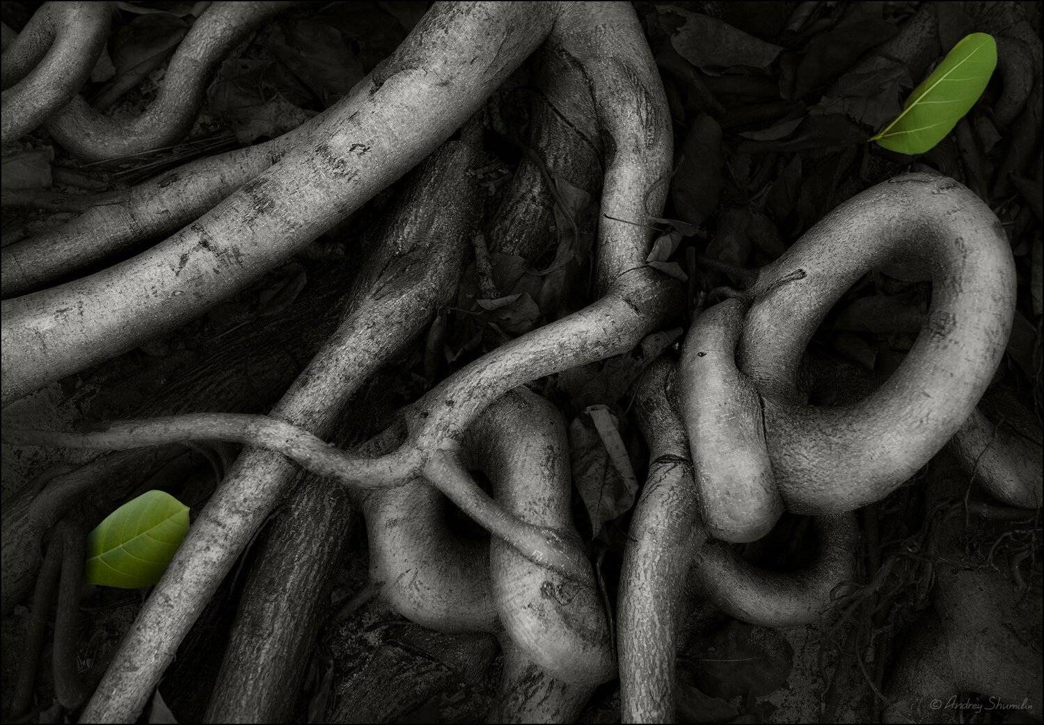 , Андрей Шумилин