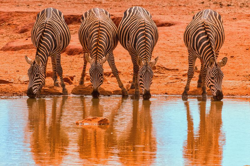 unvody фото превью