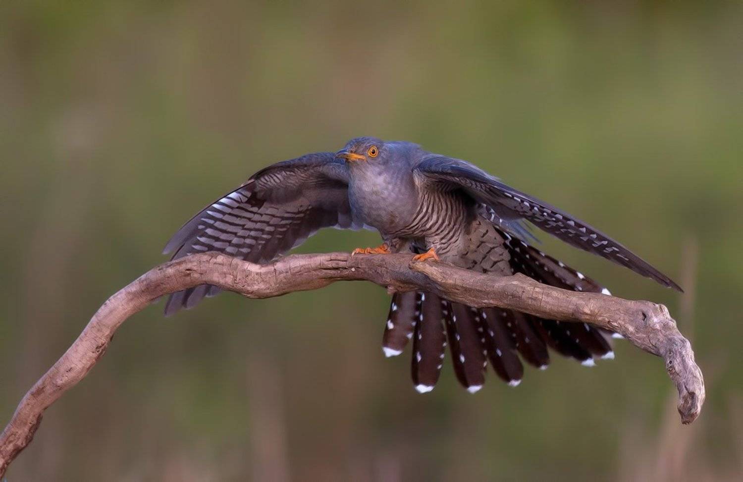 , Стефан Дянков