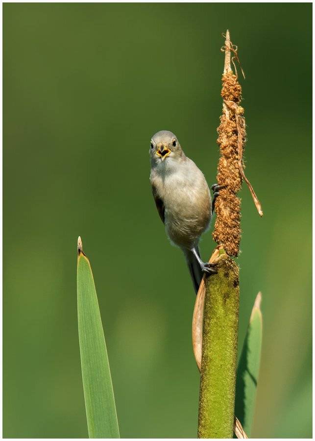 , Валерий Субачев