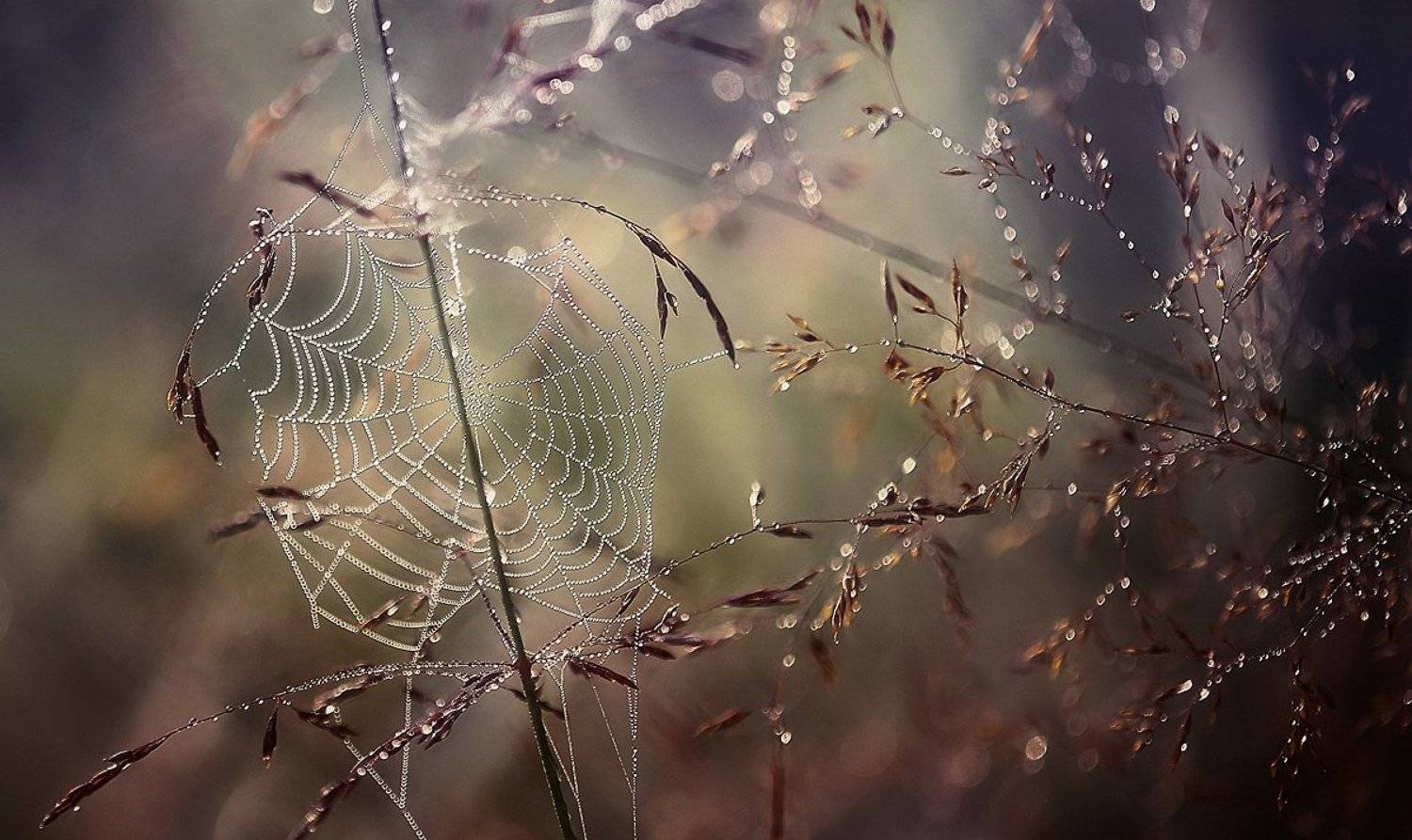 ...лето,природа,паутинка, Галина  Юняева