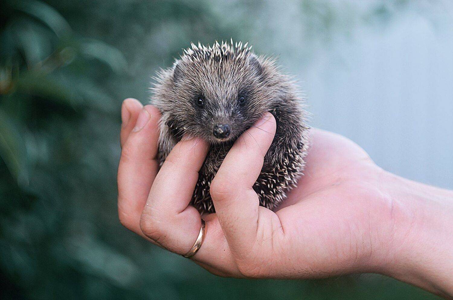 животные, гелиос, ежик, природа, Лапшина Владлена