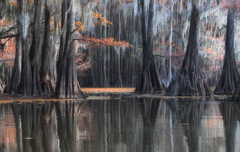чудесное болото фото превью