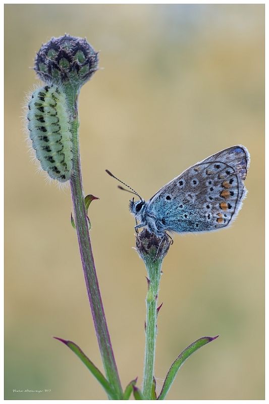 macro nature butterfly Family (Duo Part I) фото превью