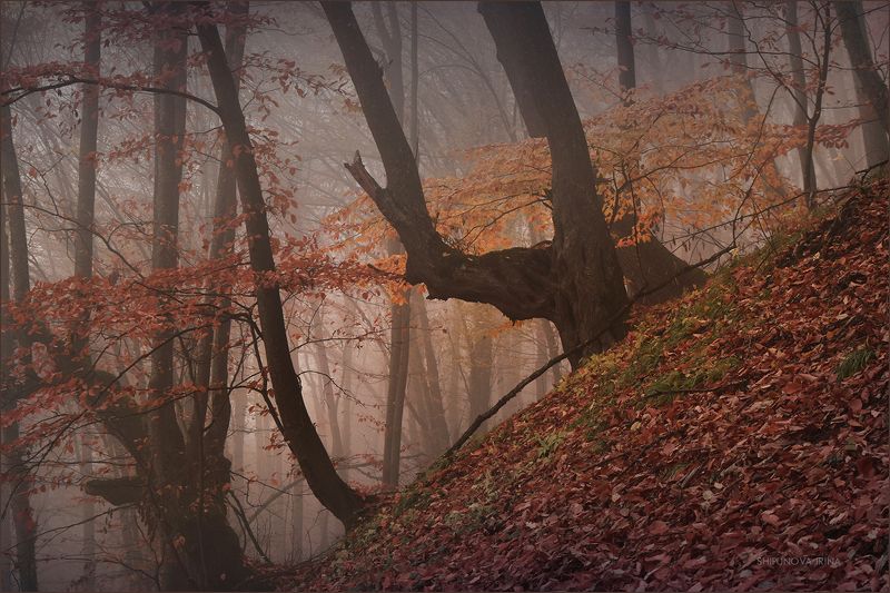 Мистический лес 19 фото превью