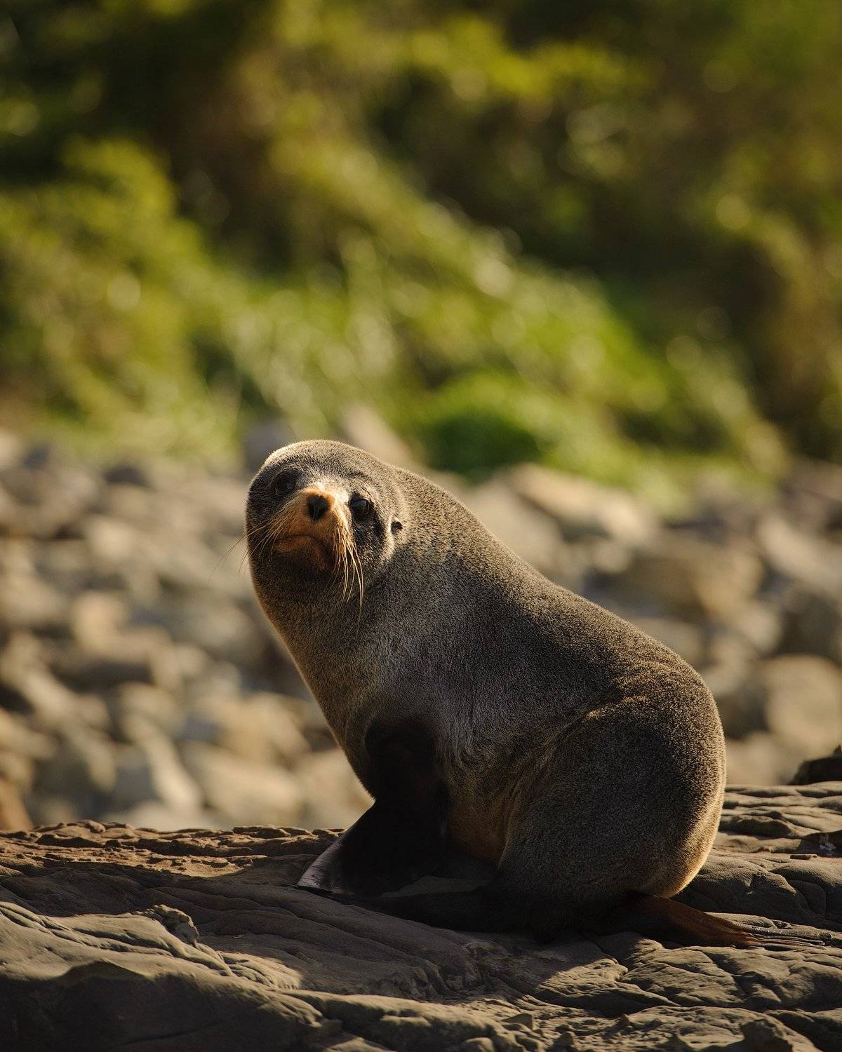 новая зеландия, остров, океан, тихий океан, индийский океан, морской котик, море, берег, путешествие, ластоногие, Оборотов Алексей