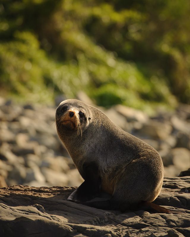 новая зеландия, остров, океан, тихий океан, индийский океан, морской котик, море, берег, путешествие, ластоногие Ну когда ты отдашь фотки?(( фото превью