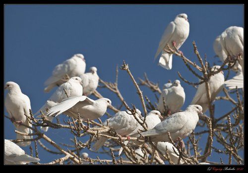 # Афганистан -2010:  белые голуби Мазари-Шарифа #