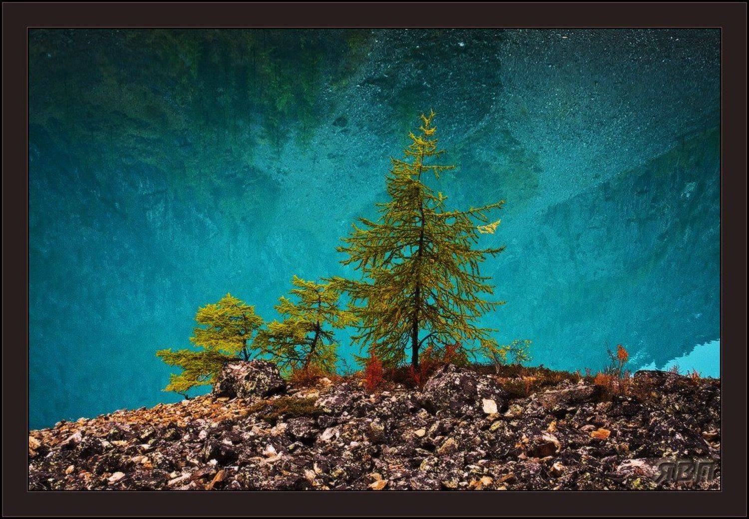 шавлинское, алтай, озеро, лиственница, берег, Виталий из Н-ска