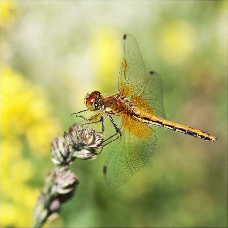 стрекоза, КарОл