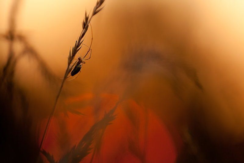 паук, солнце знойный вечер паучка фото превью