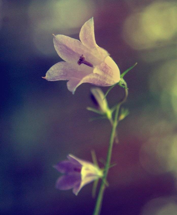 , Лана Тополева