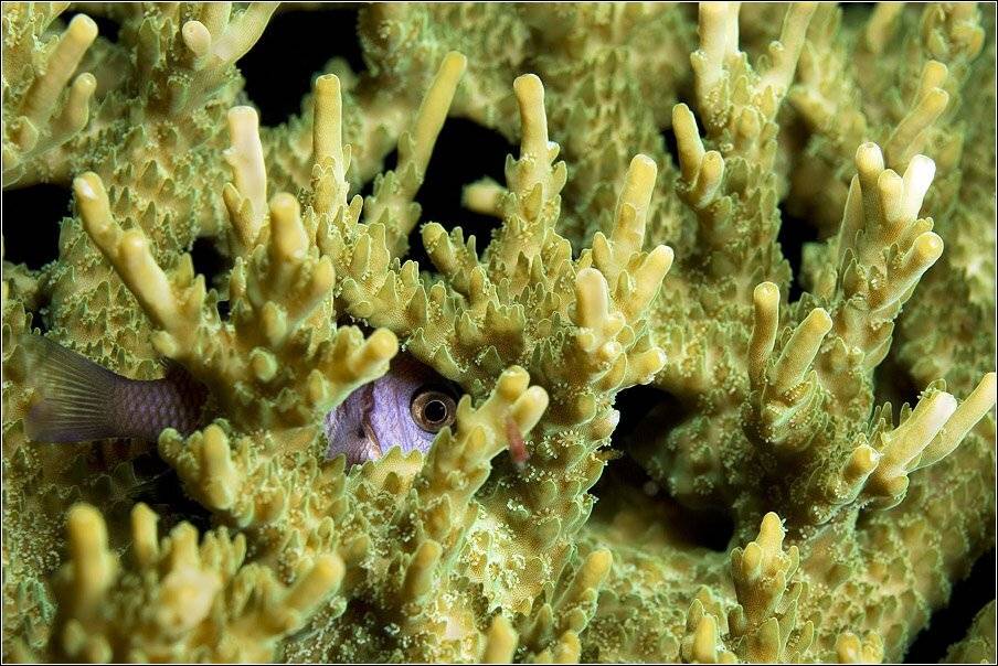 , Владимир Жданов