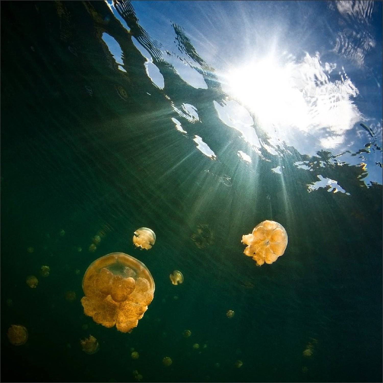 медузы, Нетушки