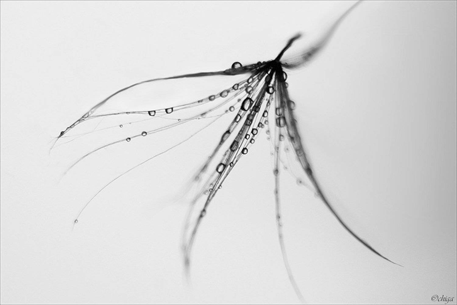 вода, капли, Chiga