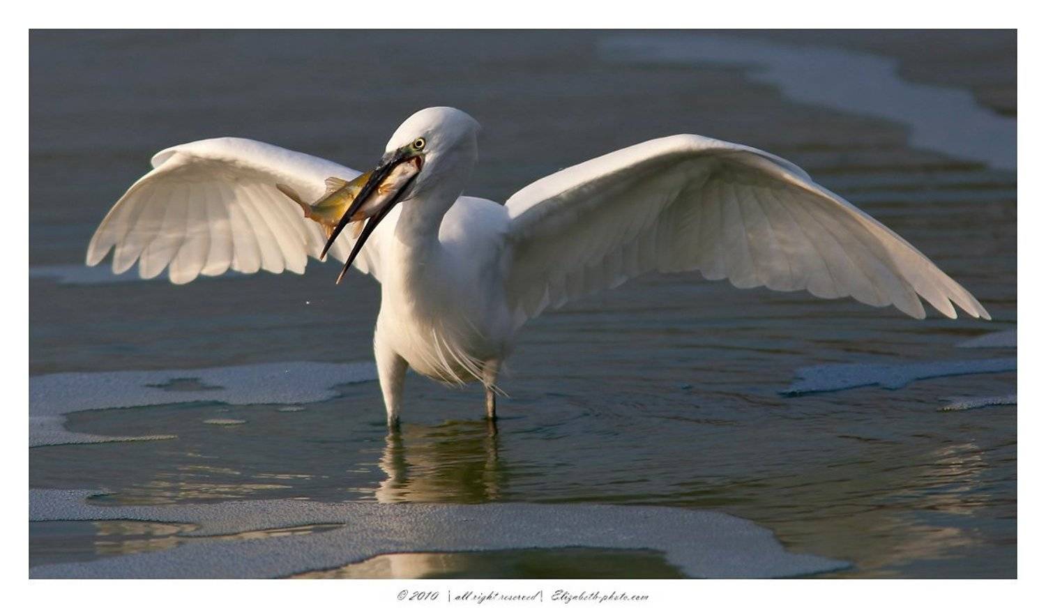 малая, белая, цапля, egretta, garzetta, израиль, Elizabeth Etkind