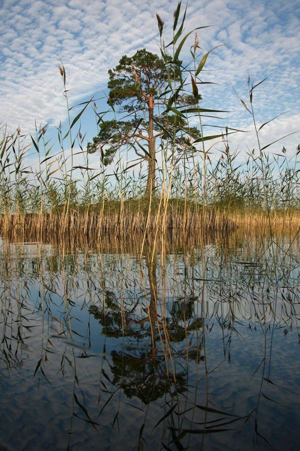 карелия, пейзаж, озеро, дерево, отражение, Y.S.