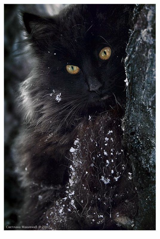 Мою несравненную с днем варенья:) фото превью