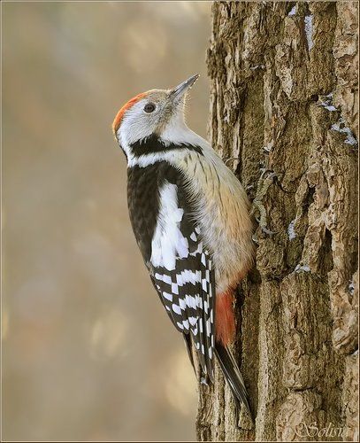 Средний пёстрый дятел