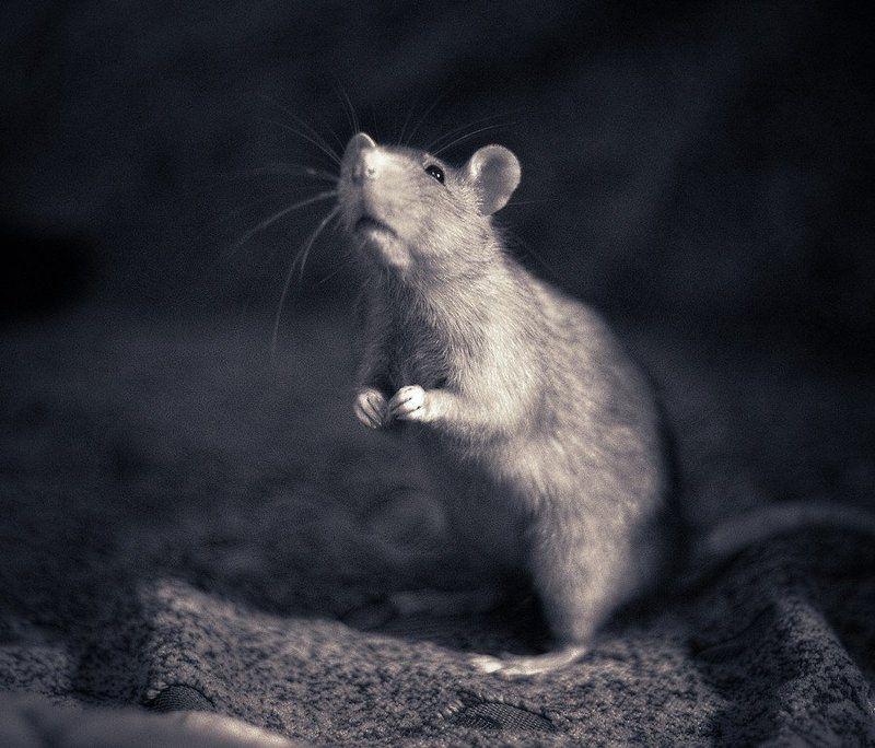 rat 2 фото превью