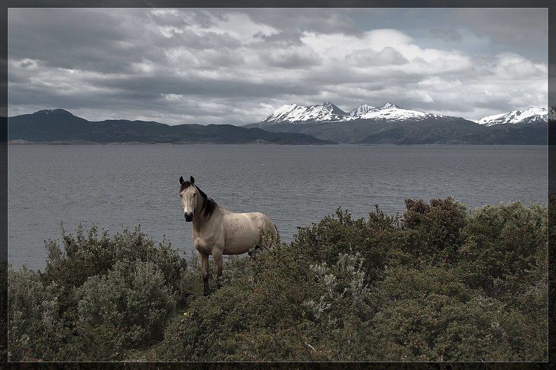 пейзаж, кони Самый Южный конь фото превью