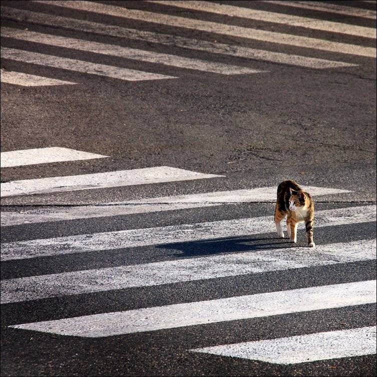 кошка, дорога, Тарасов Алексей