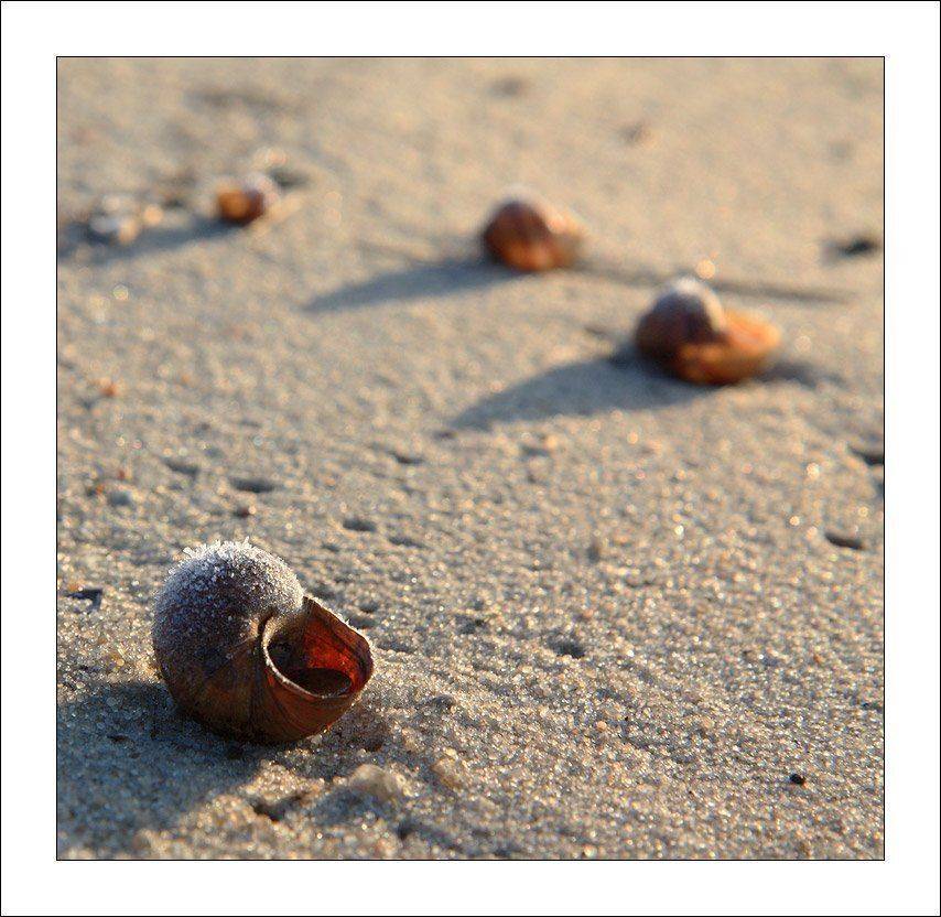 раковина, песок, зима, лед, Максим