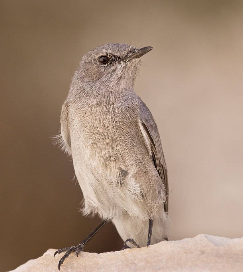 чернохвостка, Alena