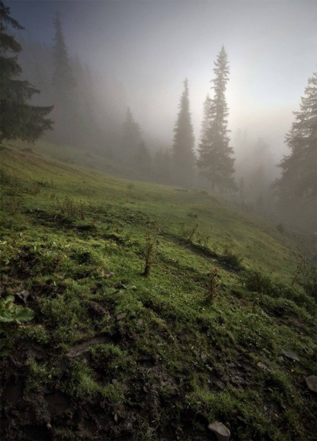 карпаты, Piligrim