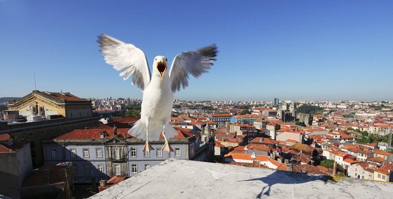 панорама, порту, чайка, португалия Панорама  г. Порту фото превью