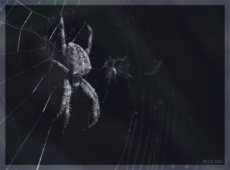 Паук фото превью
