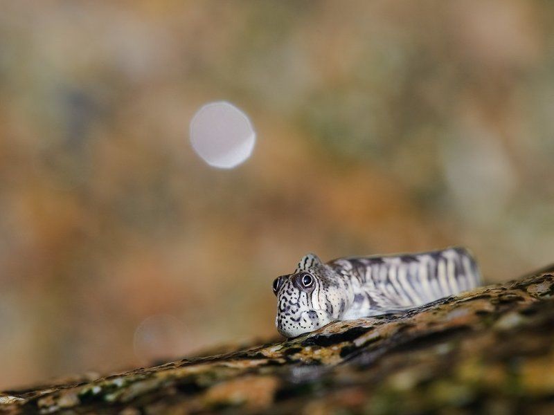 илистый прыгун,рыба,сейшелы Позёр фото превью