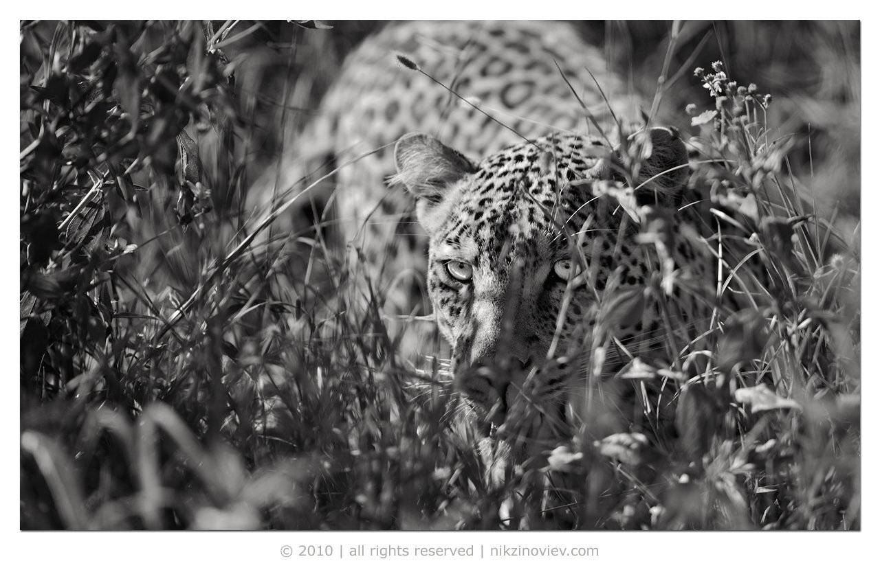 леопадр, дикие животные, африка, саванна, серенгети, танзания, николай зиновьев, Николай Зиновьев